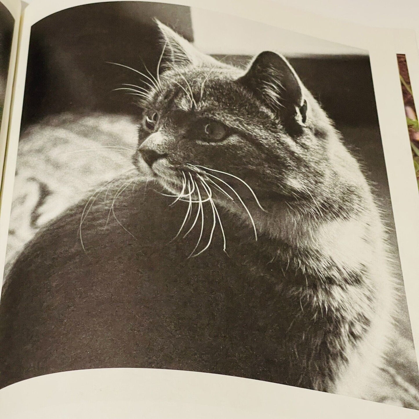 The Rolf Harris Picture Book of Cats