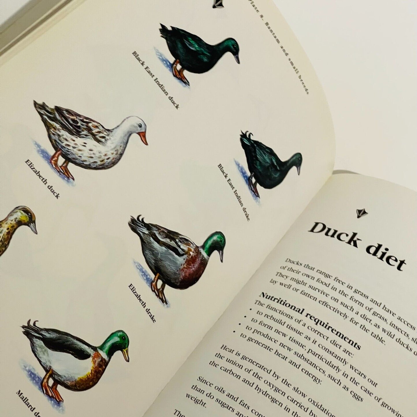 For the Love of Ducks: An Australian Guide to Duck Husbandry