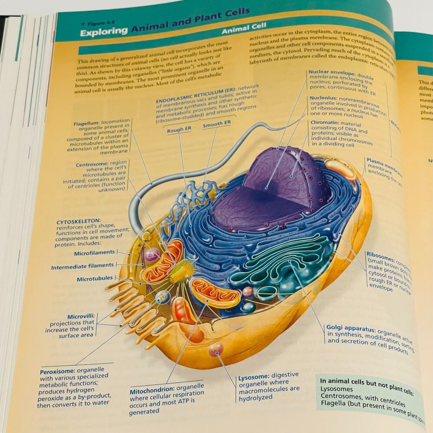 Biology Eighth Ed Australian Version