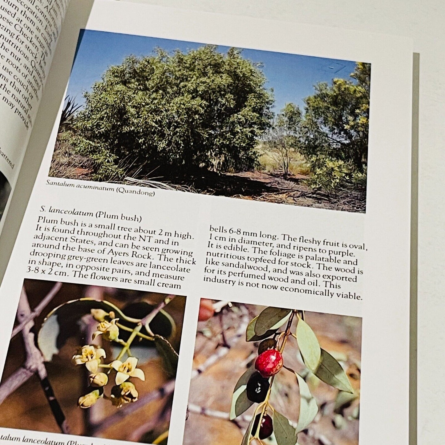 Wildflowers & Plants of Inland Australia