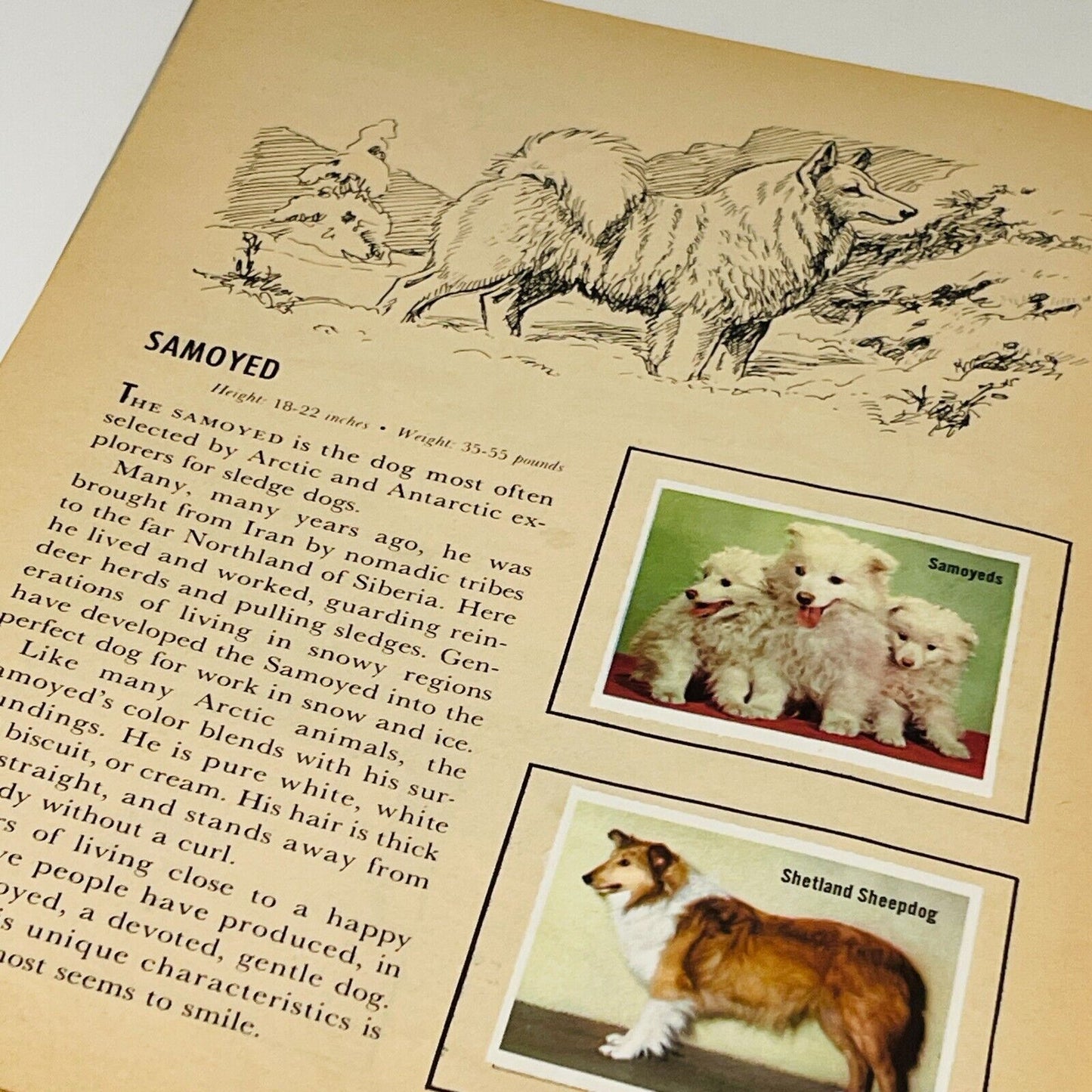 Dogs Vintage Art Book Bundle