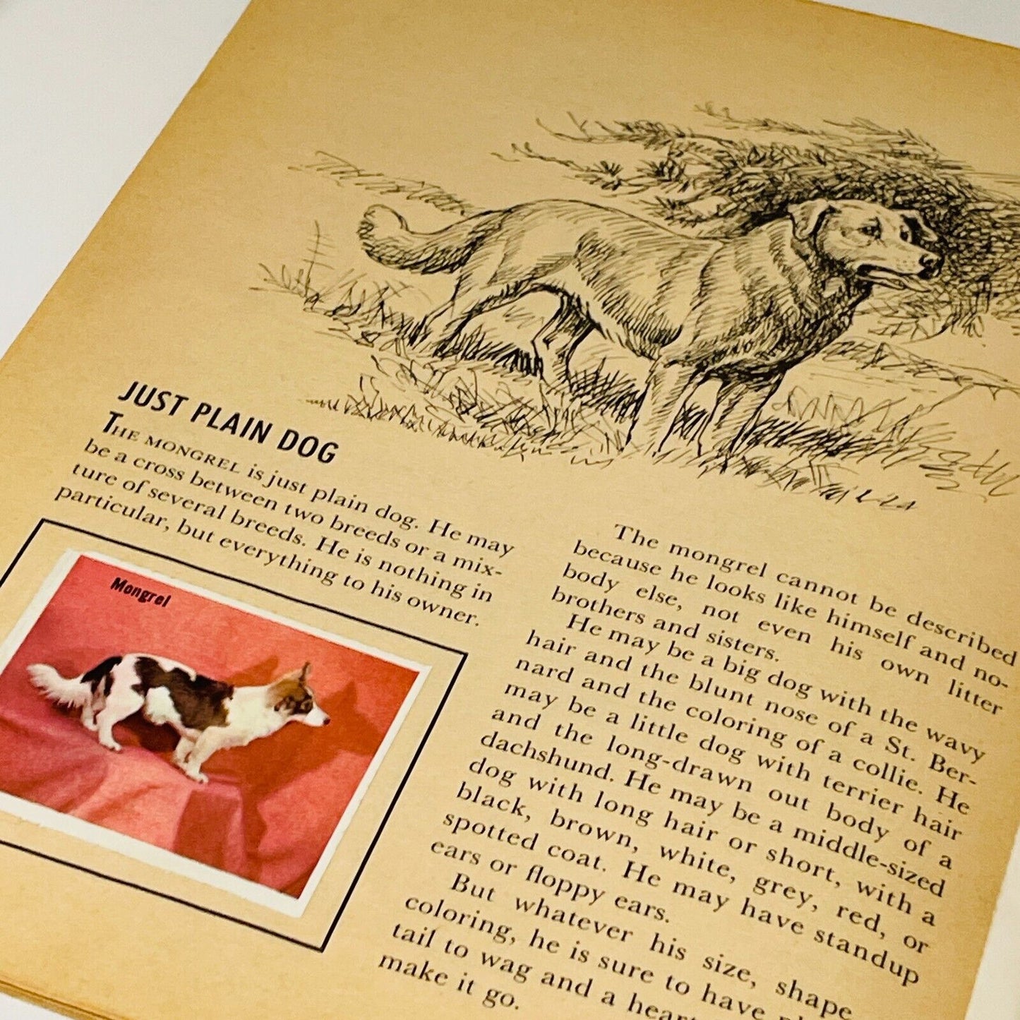 Dogs Vintage Art Book Bundle