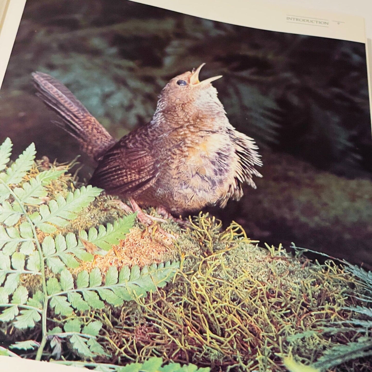 The Great Australian Birdfinder: Where and How to find Australian Birds