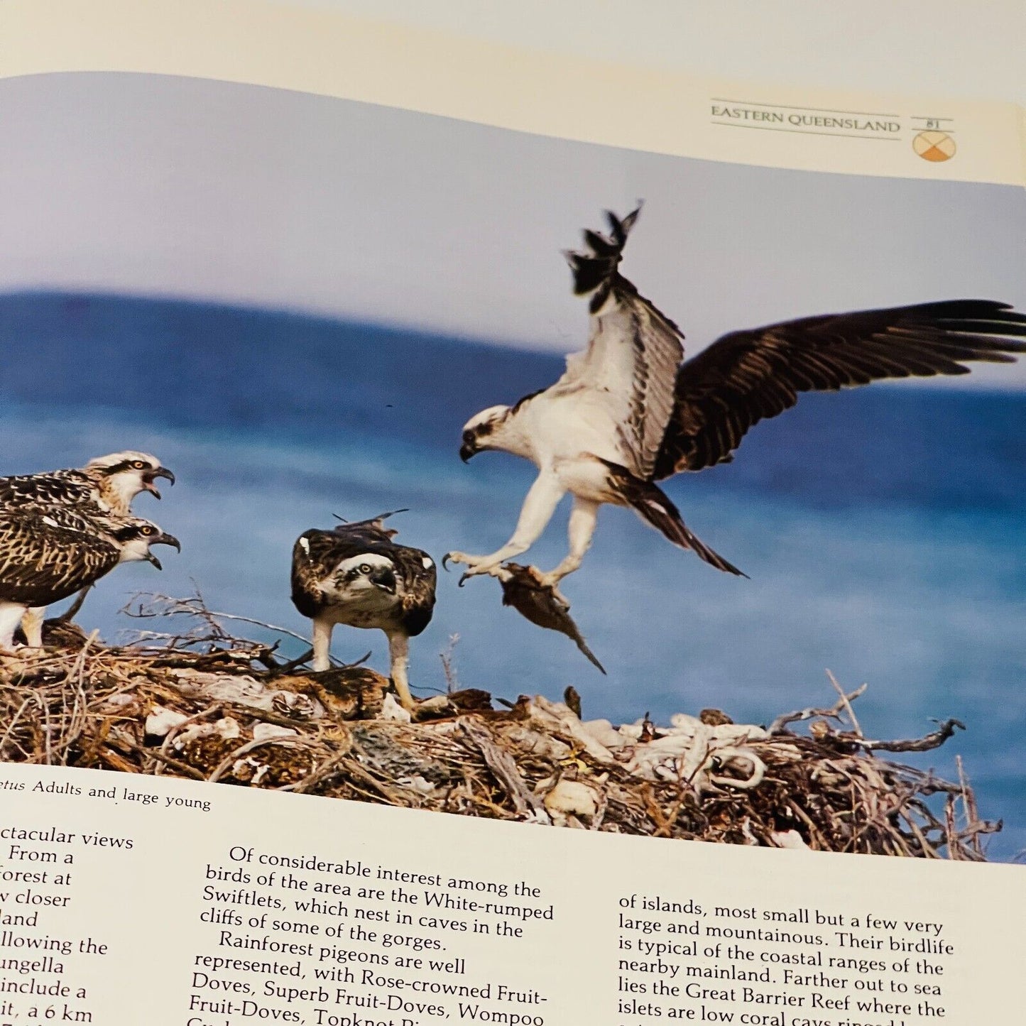 The Great Australian Birdfinder: Where and How to find Australian Birds