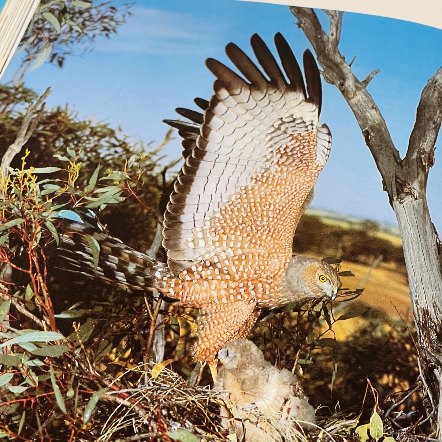 The Great Australian Birdfinder: Where and How to find Australian Birds