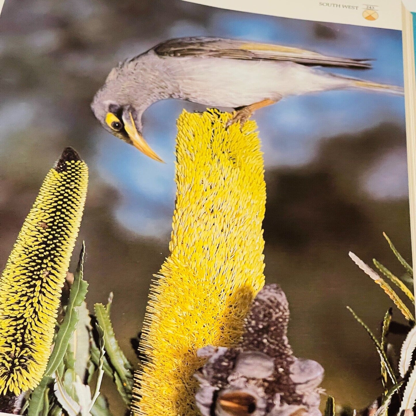 The Great Australian Birdfinder: Where and How to find Australian Birds