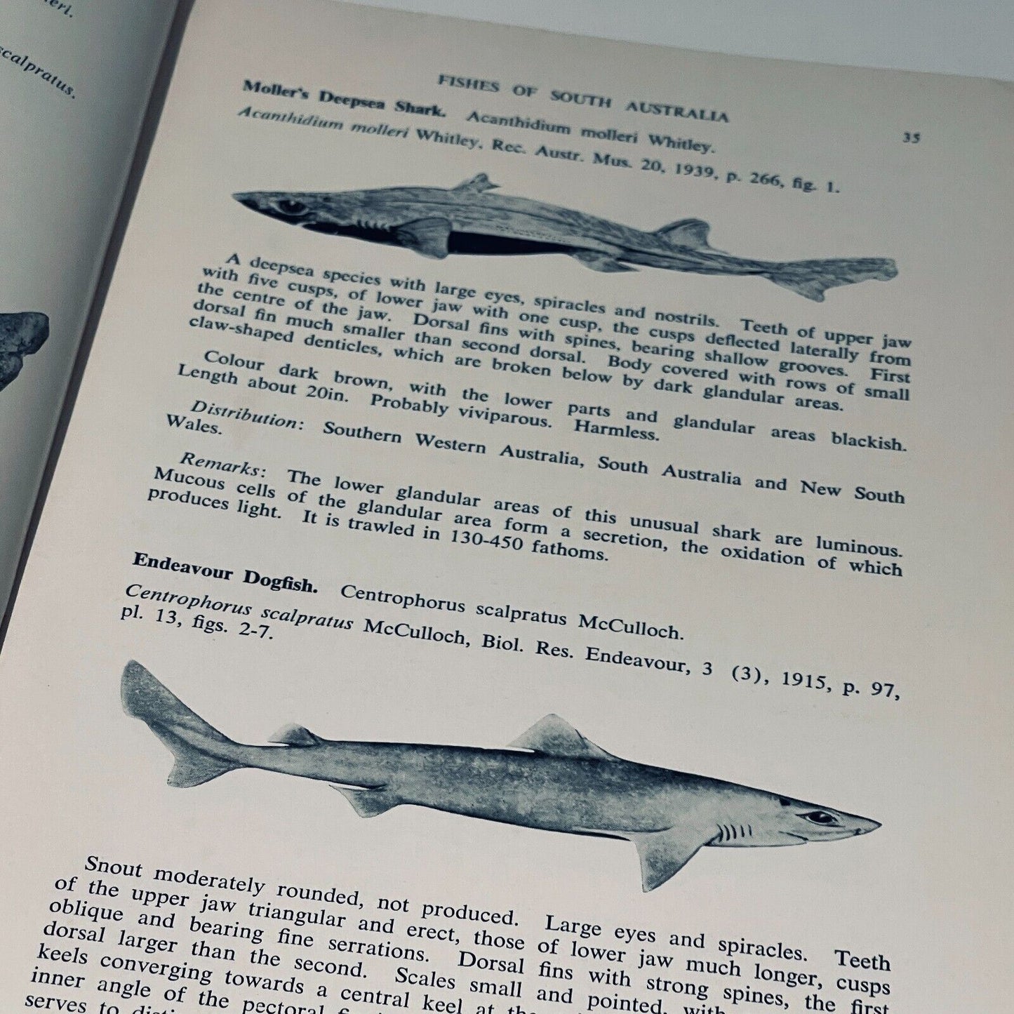 The Marine and Fresh Water Fishes of South Australia