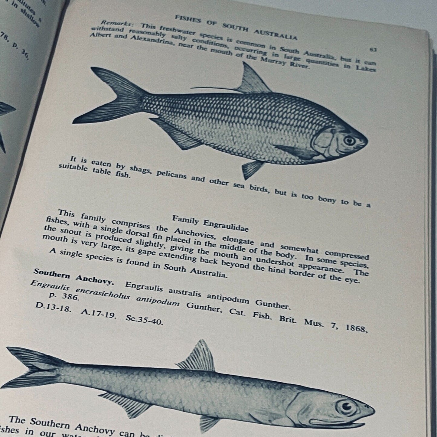 The Marine and Fresh Water Fishes of South Australia