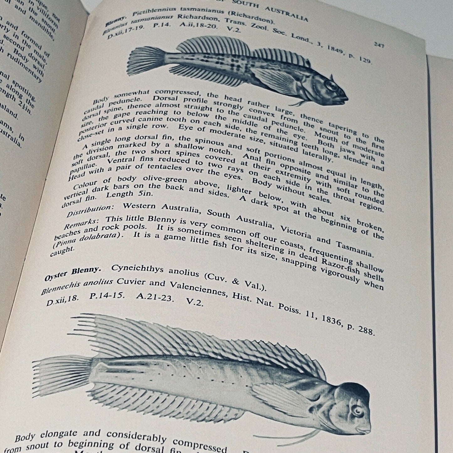 The Marine and Fresh Water Fishes of South Australia