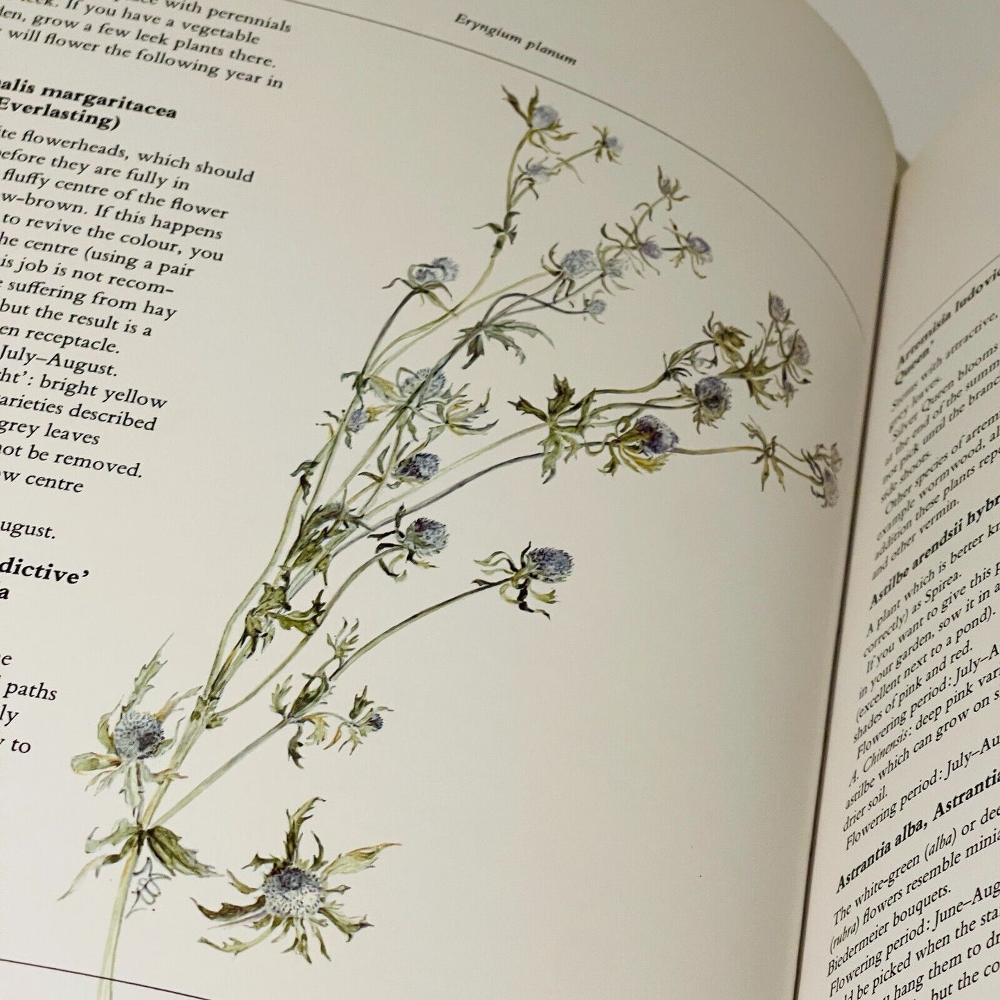 The Dried Flower Book: Growing, Picking, Drying, Arranging