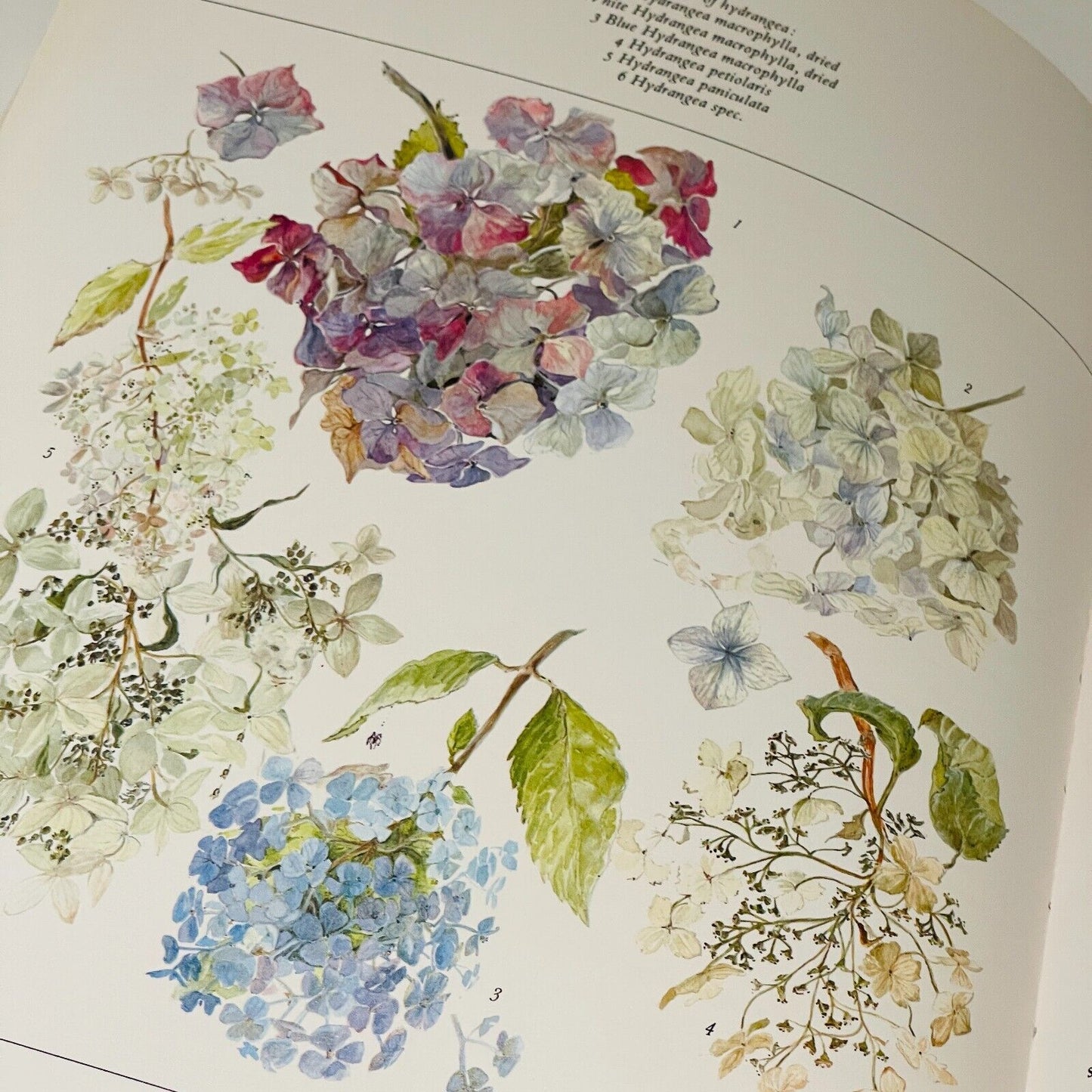 The Dried Flower Book: Growing, Picking, Drying, Arranging