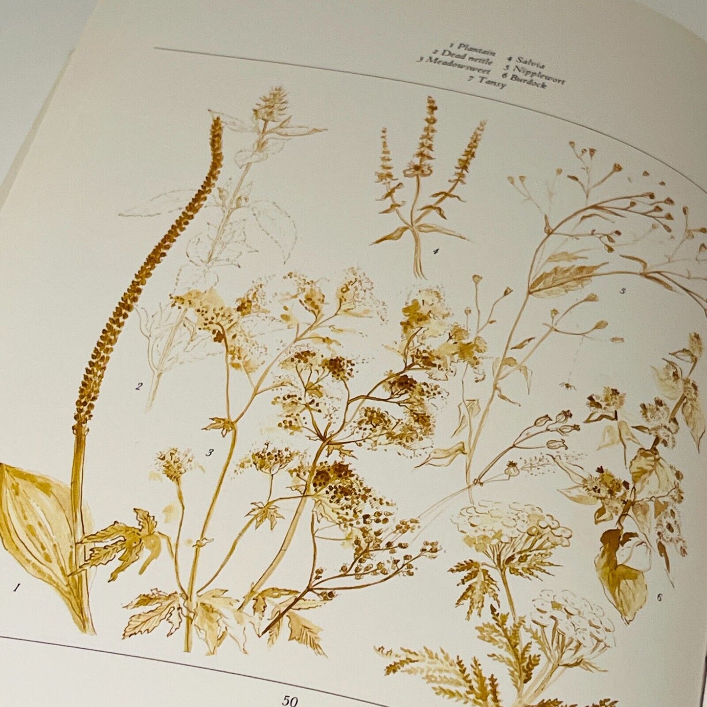 The Dried Flower Book: Growing, Picking, Drying, Arranging