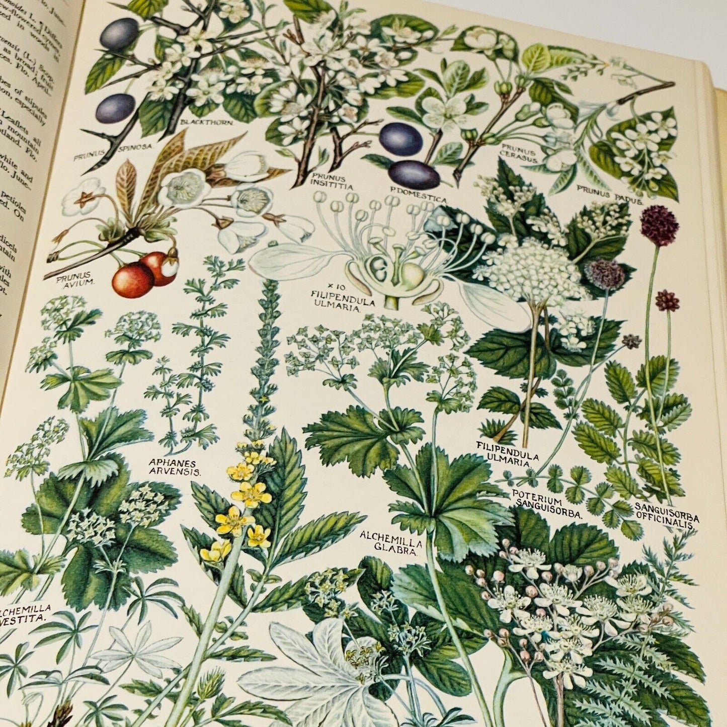 The Concise British Flora in Colour