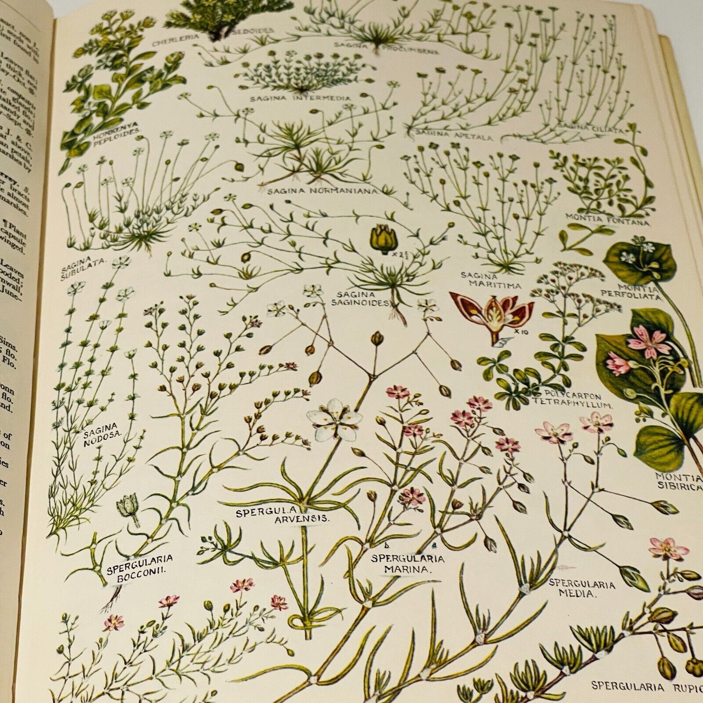 The Concise British Flora in Colour