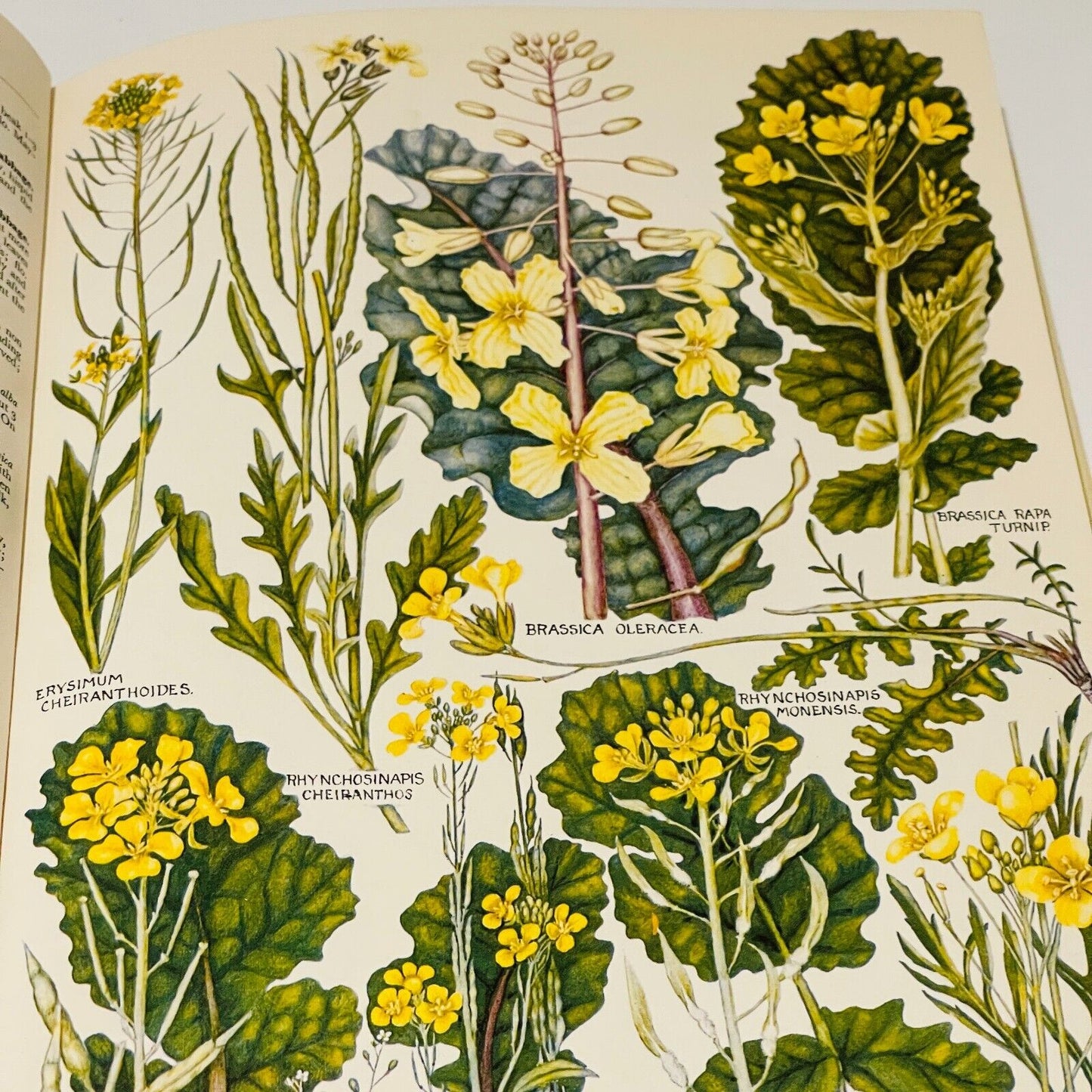 The Concise British Flora in Colour