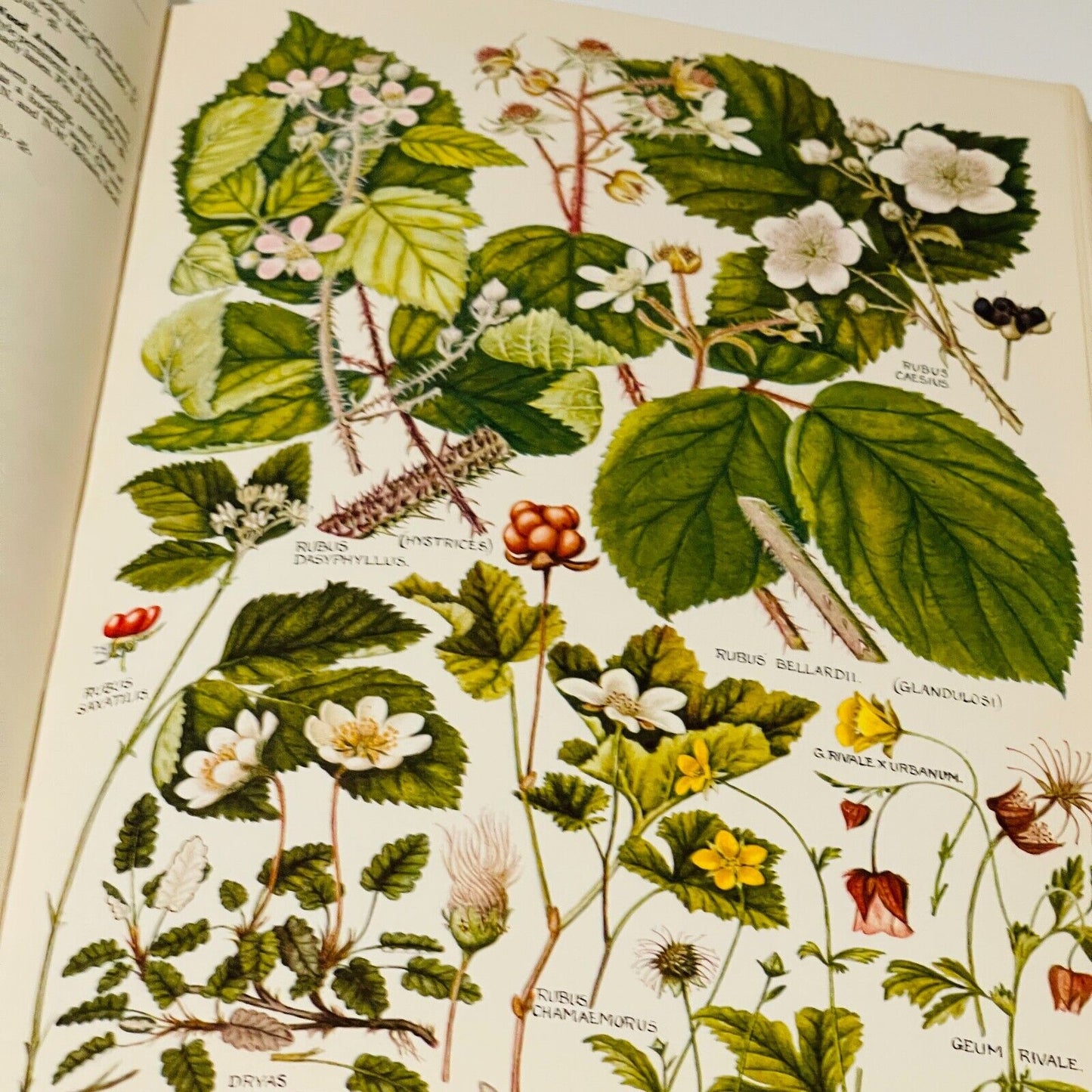 The Concise British Flora in Colour